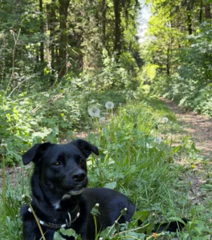 Dog resting beside a forest path during a walk